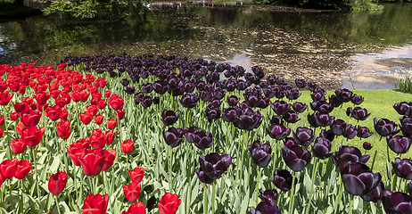 Image showing Tulip field in Keukenhof Gardens, Lisse, Netherlands