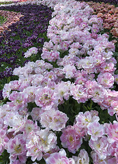 Image showing Tulip field in Keukenhof Gardens, Lisse, Netherlands