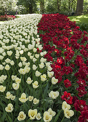 Image showing The tulip field in Netherlands