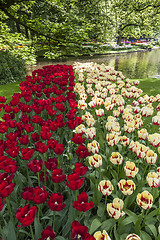 Image showing The tulip field in Netherlands