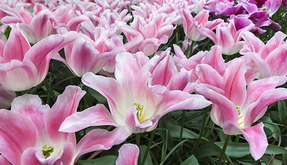 Image showing The tulip field in Netherlands