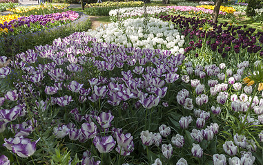 Image showing The tulip field in Netherlands