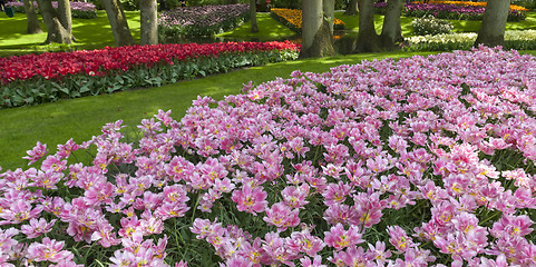 Image showing The tulip field in Netherlands