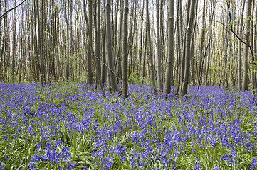 Image showing Bluebell