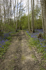 Image showing Bluebell