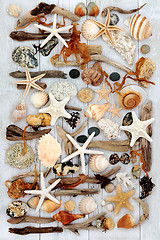 Image showing Seashell and Driftwood Beauty