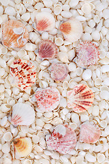 Image showing Seashell Abstract Background