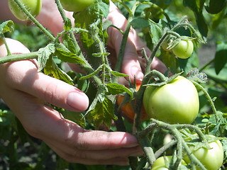 Image showing Plant care