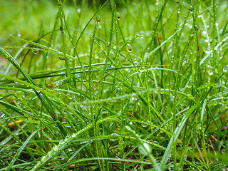 Image showing Water droplets on grass from rain at early morning up close