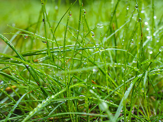 Image showing Water droplets on grass from rain at early morning up close