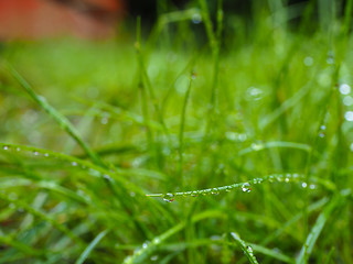 Image showing Water droplets on grass from rain at early morning up close