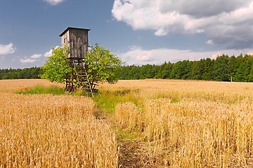 Image showing Wheat field detail