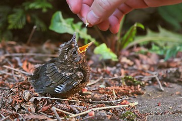 Image showing Young baby bird being fed