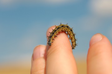 Image showing Caterpillar crawling on fingers