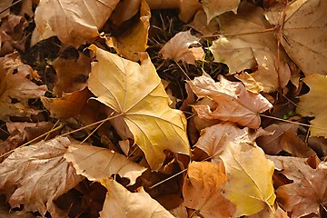 Image showing Fallen autumn leaves