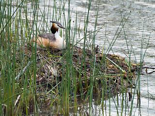 Image showing Great Crested Grebe