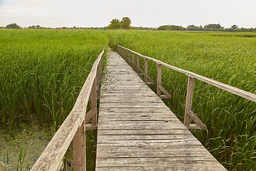 Image showing Swamp walking path