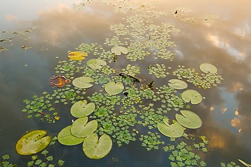 Image showing Water surface with plants