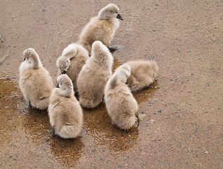 Image showing Cygnets