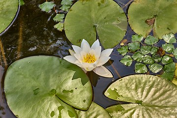 Image showing White Water Lily