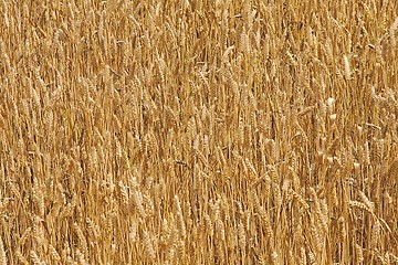 Image showing Wheat field detail