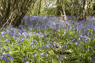 Image showing Bluebell