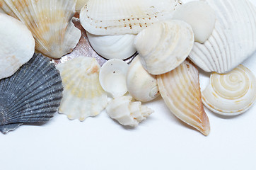 Image showing Sea shells scraped together