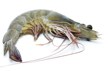 Image showing Fresh raw prawns