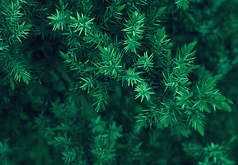 Image showing Spruce Branches Closeup