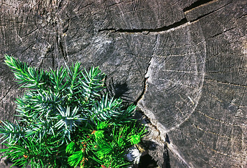 Image showing Juniper Branch On The Old Wooden Background