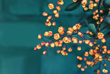 Image showing Flowers Of Blossoming Barberry Closeup