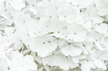 Image showing White Flowers Blur Background