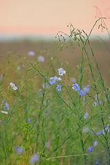 Image showing Nemophila flower field, blue flowers