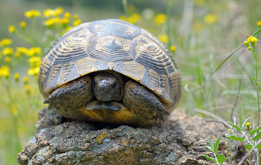 Image showing Testudo graeca ibera 