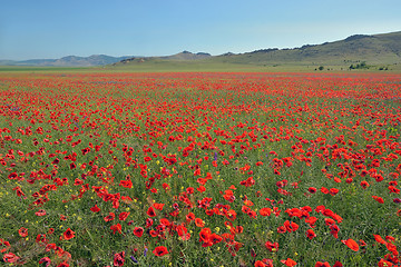 Image showing colorful poppy flowers on field in summer