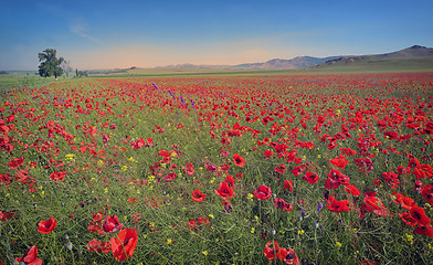 Image showing colorful flowers on field 