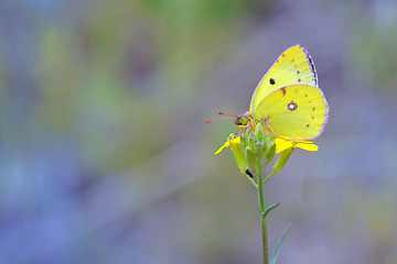 Image showing Cloudless Sulphur butterfly (Phoebis sennae) on flower