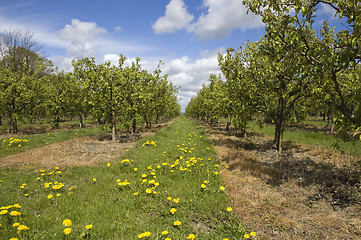 Image showing Apple orchard