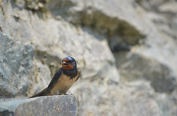Image showing Swallow, Hirundo rustica