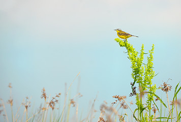 Image showing Western yellow wagtail (Motacilla flava) 