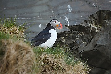 Image showing Puffin on a cliff