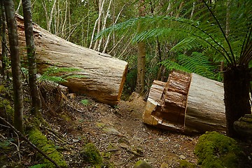 Image showing Forest walking route