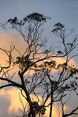 Image showing Bare trees silhouettes