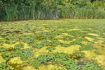 Image showing Water surface with plants