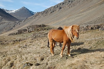 Image showing Horse grazing on a field