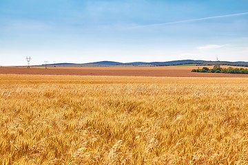 Image showing Wheat field detail