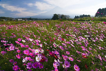 Image showing Field of Cosmos IV