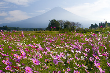 Image showing Field of Cosmos III