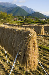 Image showing Rice Stalks