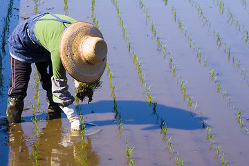 Image showing Planting Rice